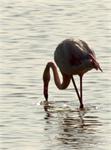 greater flamingo